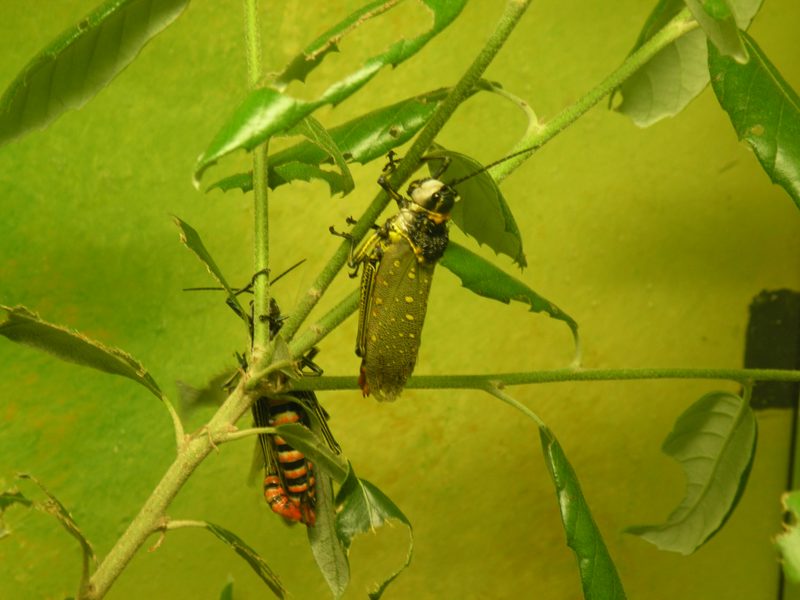 Aularches Miliaris